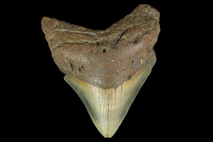 Fossil Megalodon Tooth - North Carolina #131576